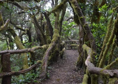 Razo de la Bruma, Waldstück mit verkosten Bäumen