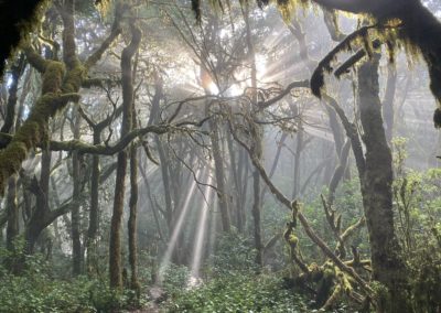 Im Wald mossbehängte Bäume und Sonne strahlt durch