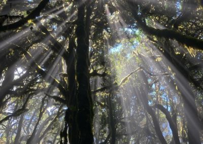 Sonne strahlt durch Baumkronen im Märchenwald