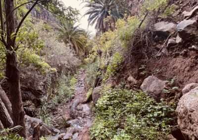 Wildes Flussbett mit Schilf und Palmen